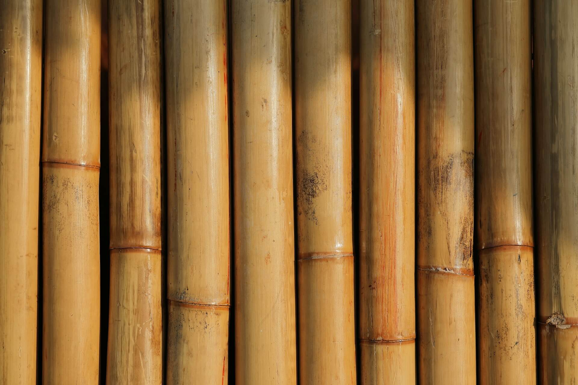 A wide shot of a bamboo screen